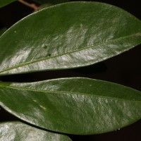 Cynometra cauliflora L.